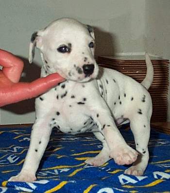 cuccioli dalmata