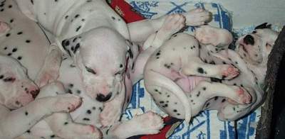 cuccioli dalmata