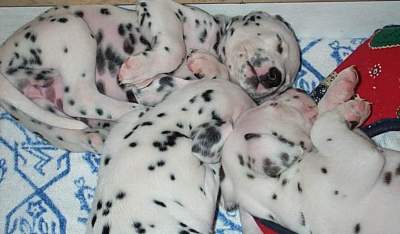 cuccioli dalmata