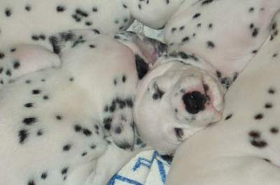 cuccioli dalmata