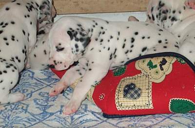 cuccioli dalmata