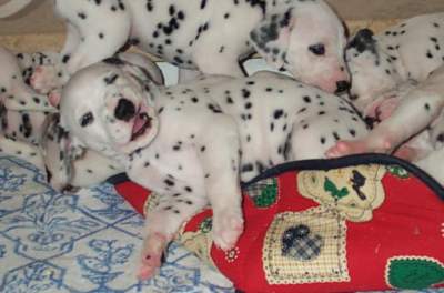 cuccioli dalmata