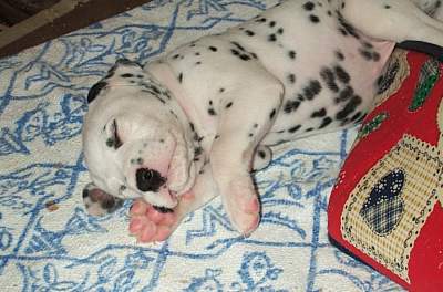 cuccioli dalmata