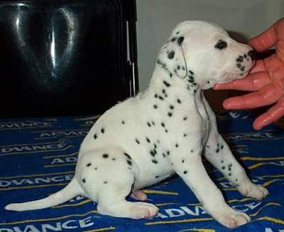 cuccioli dalmata