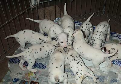 cuccioli dalmata