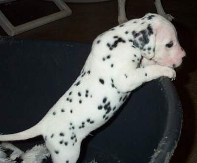 cuccioli dalmata