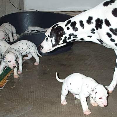 cuccioli dalmata