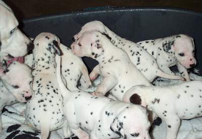 cuccioli dalmata