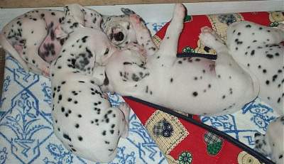 cuccioli dalmata