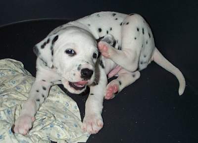 cuccioli dalmata