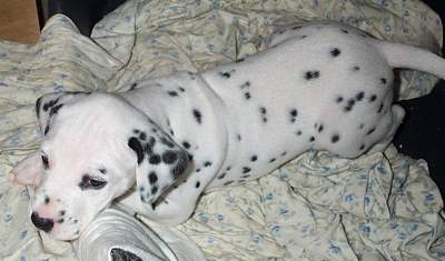 cuccioli dalmata