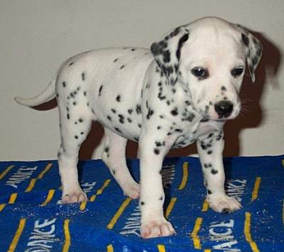 cuccioli dalmata