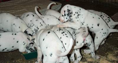 cuccioli dalmata