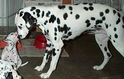 cuccioli dalmata