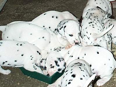 cuccioli dalmata