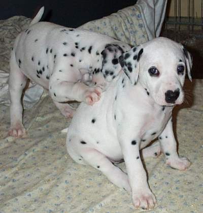 cuccioli dalmata