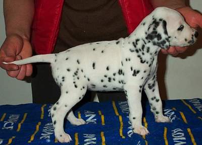 cuccioli dalmata