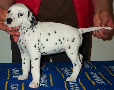 cuccioli dalmata