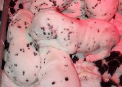 cuccioli dalmata