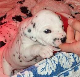 cuccioli dalmata