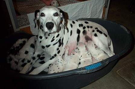 cuccioli dalmata