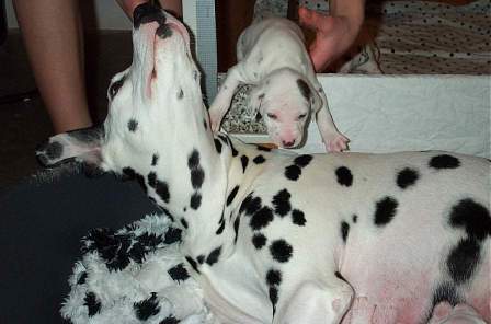 cuccioli dalmata