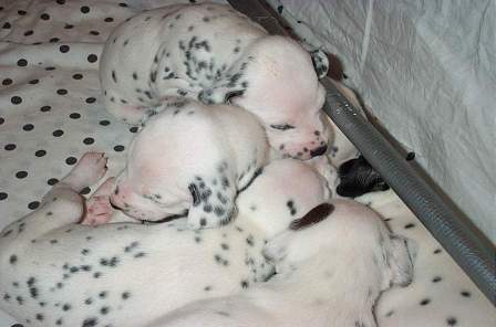 cuccioli dalmata