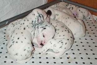 cuccioli dalmata