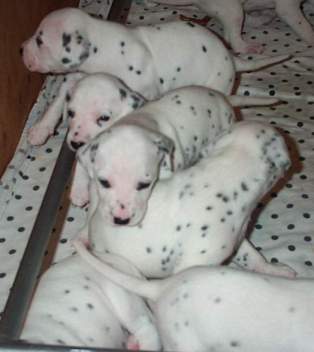 cuccioli dalmata