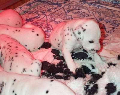 cuccioli dalmata