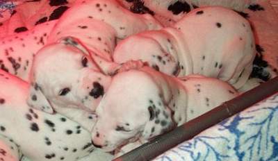 cuccioli dalmata