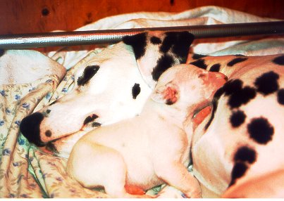 cuccioli dalmata