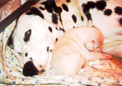 cuccioli dalmata