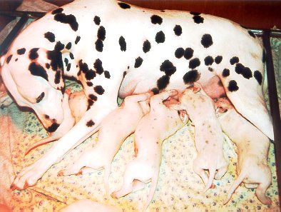 cuccioli dalmata