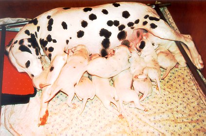 cuccioli dalmata