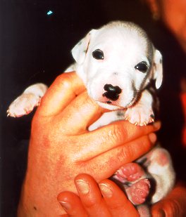 cuccioli dalmata