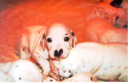 cuccioli dalmata