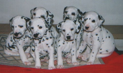 cuccioli dalmata