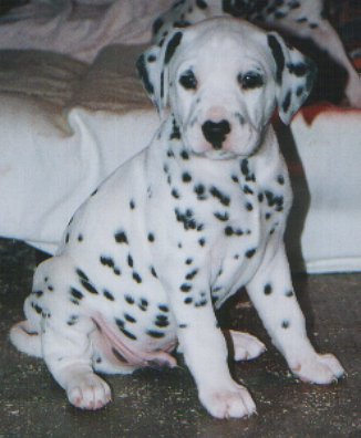 cuccioli dalmata