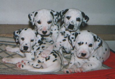 cuccioli dalmata