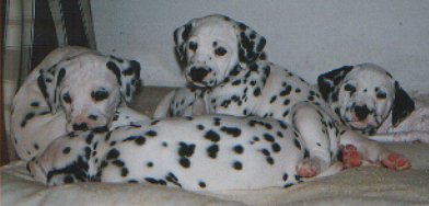 cuccioli dalmata