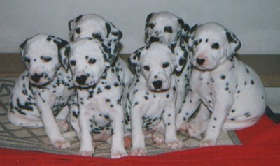 cuccioli dalmata