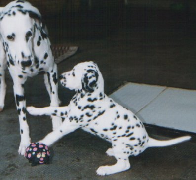 Clementina 