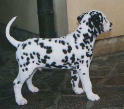 Casper 
