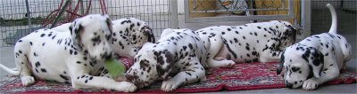 cuccioli dalmata