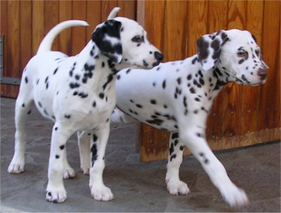 Dalila e Dafne