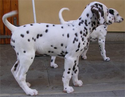Dafne