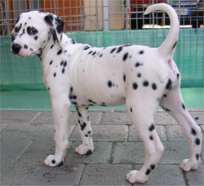 Dalila