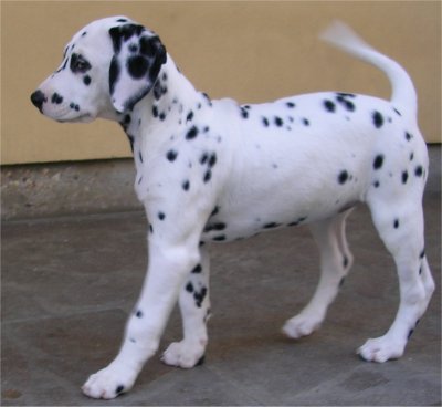 Dalila 