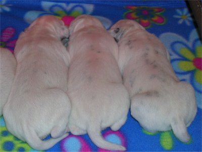 cuccioli dalmata